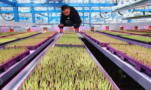 Smart Agriculture and the Role of AI in Modern Farming